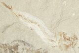 4.1" Large, Cretaceous Fossil Shrimp & Fish - Hjoula, Lebanon - #201360-2